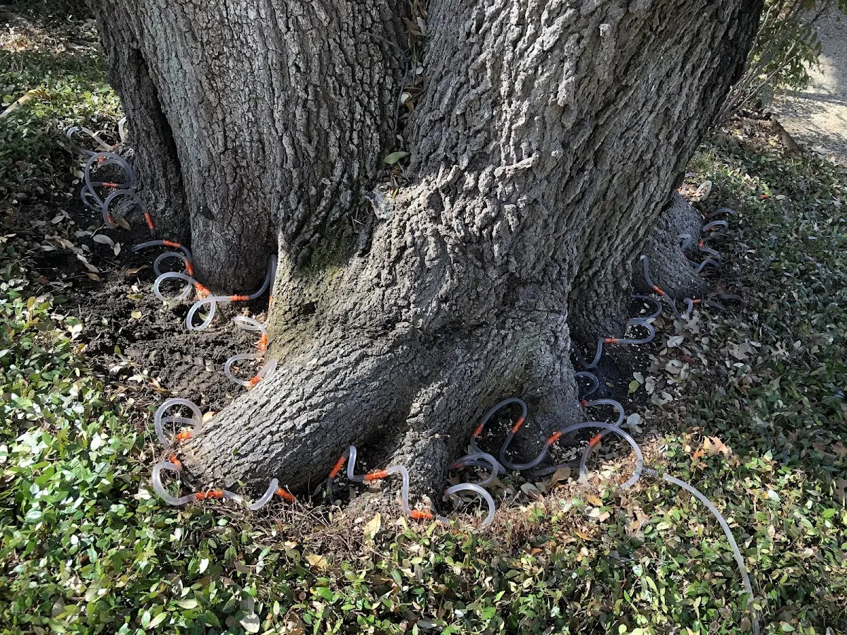 Detailed Tree Cabling and Bracing job site in Taftsville