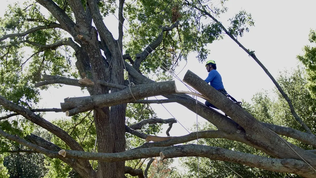 Professional Crown Thinning performed by certified arborists in Taftsville