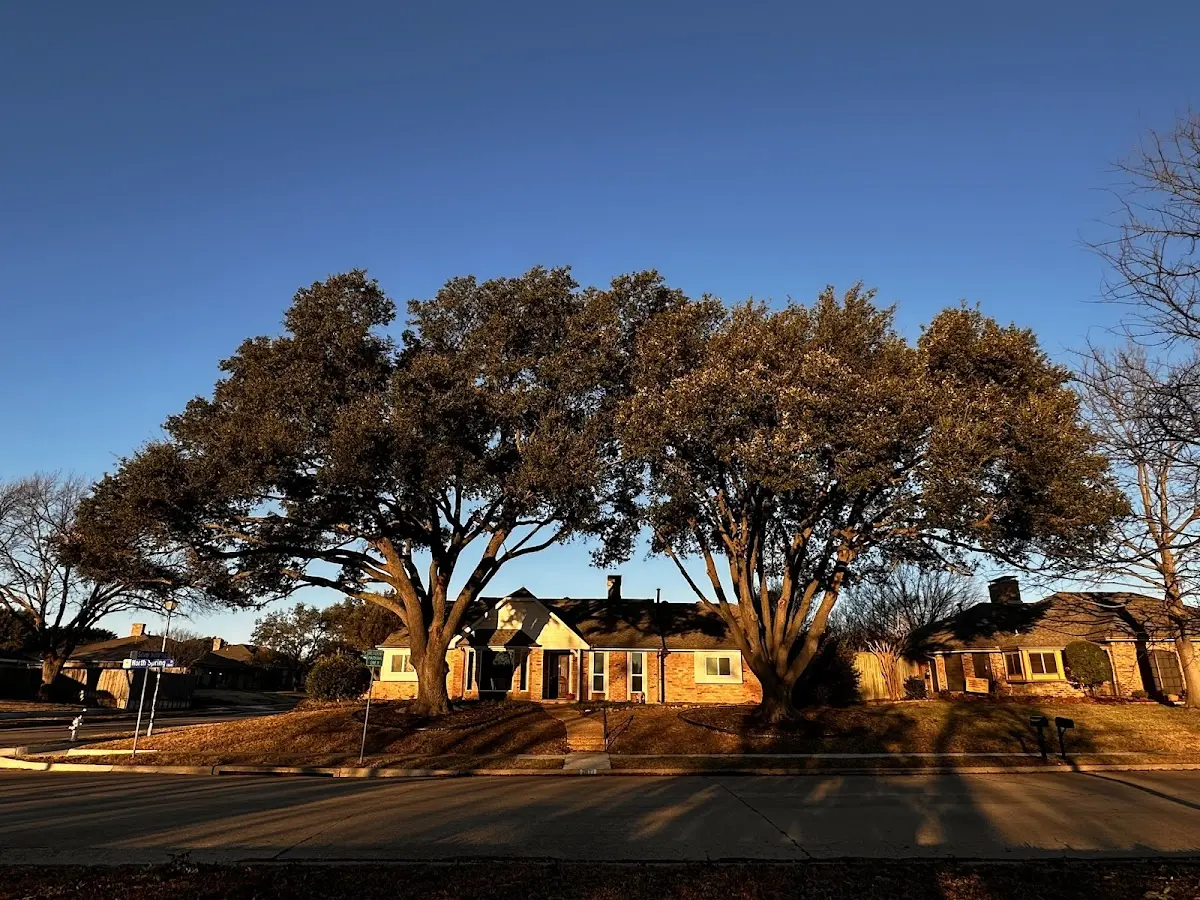 Established residential canopy tree shading a home in Taftsville